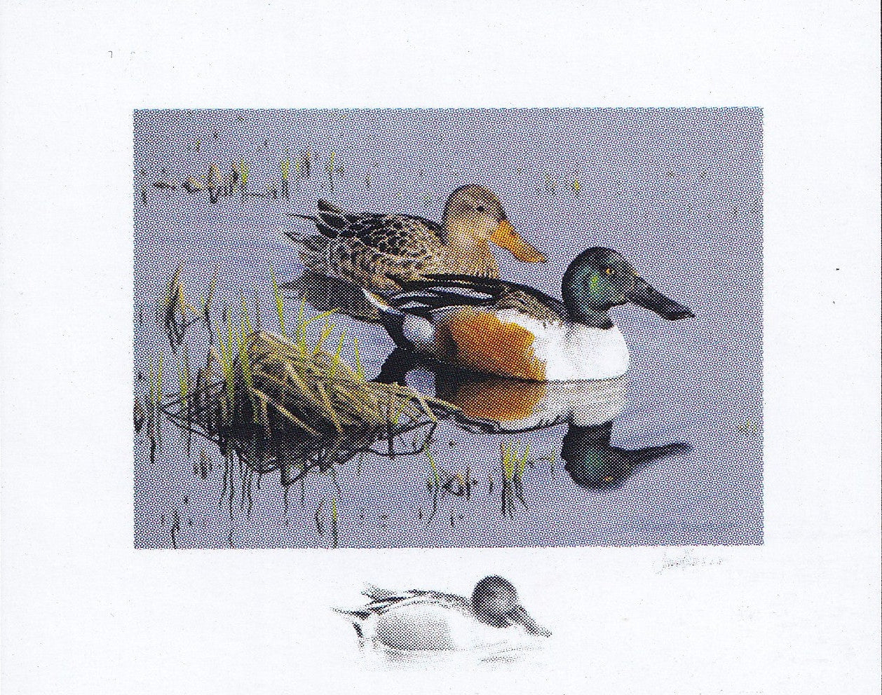 2026 Evening Reflections - Northern Shoveler  -  Joseph Koensgen