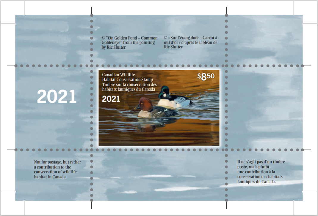 2021 Sur l'étang doré - Garrot à oeil d'or d'après le tableau de Ric Sluiter