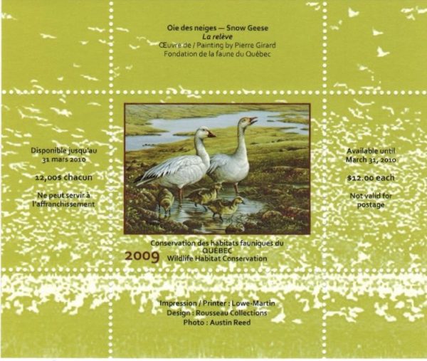 2009 Oie des neiges de Pierre Girard
