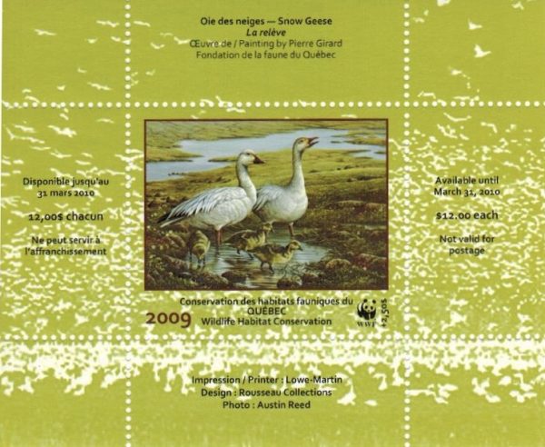 2009 Oie des neiges de Pierre Girard