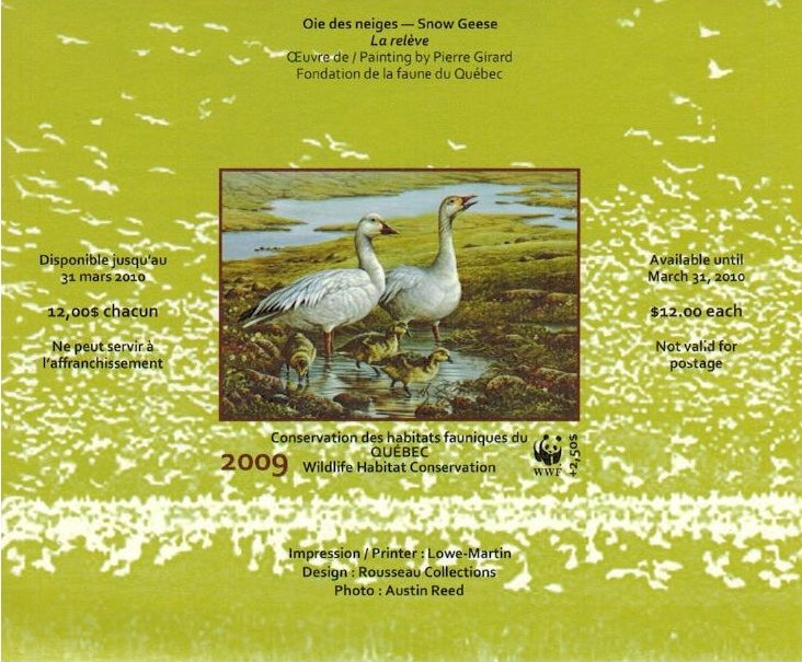 2009 Oie des neiges de Pierre Girard