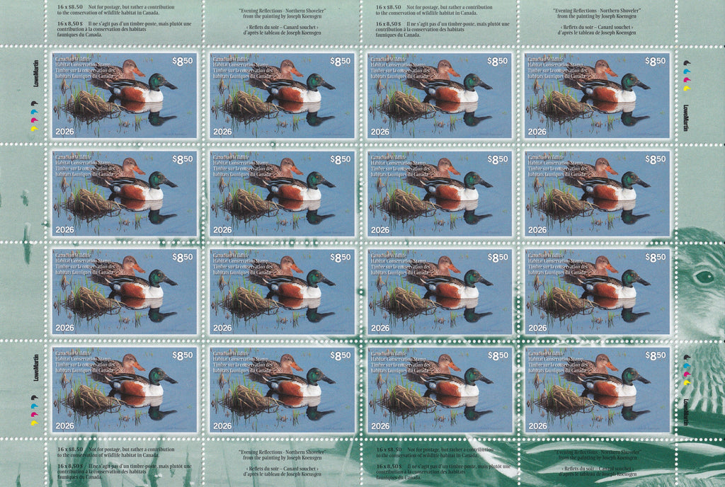 2026 Reflet du soir - Canard souchet  -  Joseph Koensgen