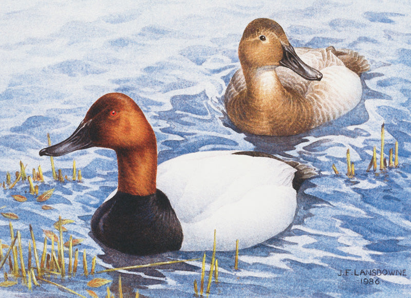 1986 White-backed Morillons by J. Fenwick Lansdowne