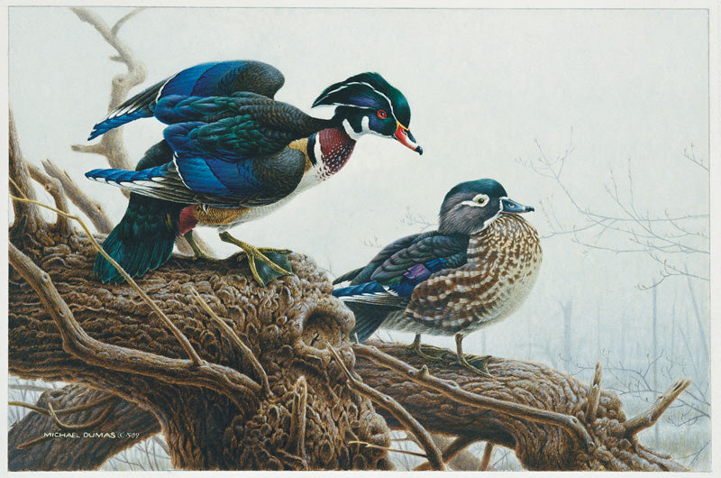 1990 Canards huppés de Michael Dumas