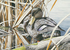 1991 Canards noirs de Chris Bacon