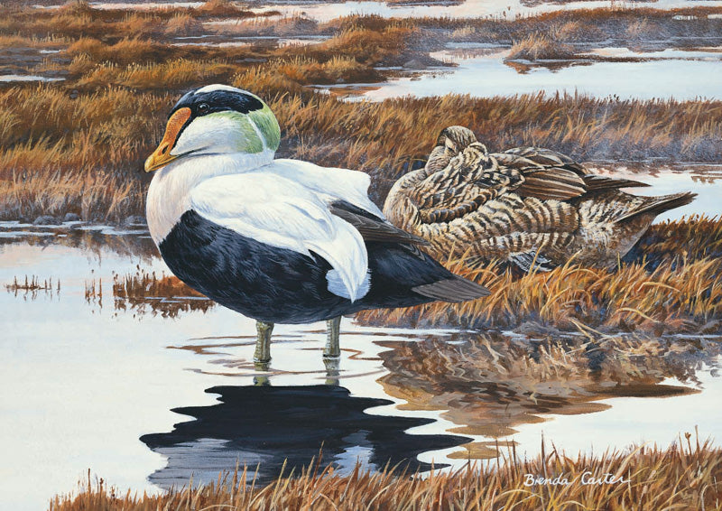 1992 Eider à duvet de Brenda Carter