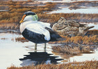 1992 Eider à duvet de Brenda Carter