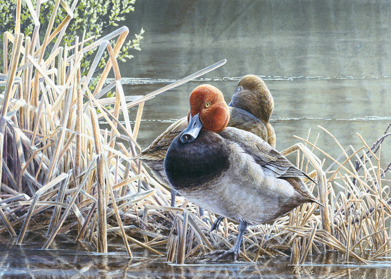 1995 Morillons à tête rouge de Pierre Leduc
