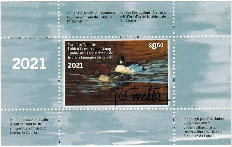 2021 « On Golden Pond – Common Goldeneye » from the painting by Ric Sluiter