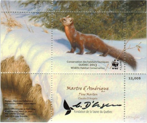 2013 Pine Marten, by Claudio D’Angelo