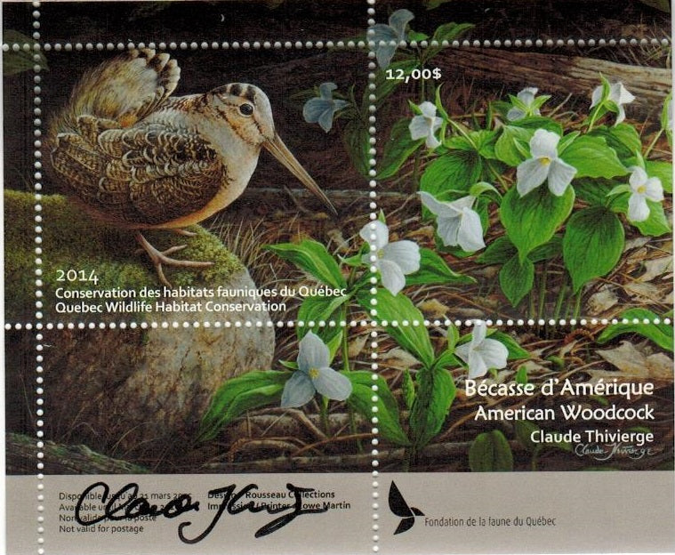 2014 American Woodcox, by Claude Thivierge