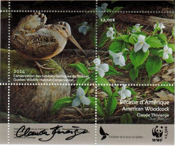 2014 American Woodcox, by Claude Thivierge