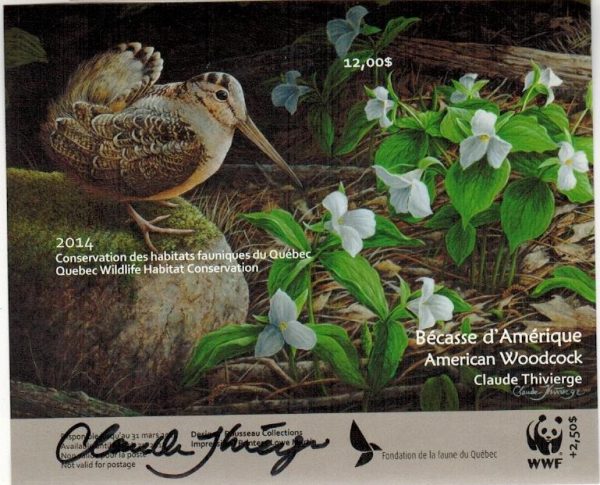 2014 American Woodcox, by Claude Thivierge