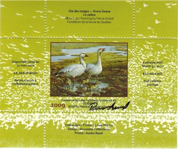 2009 Oie des neiges de Pierre Girard