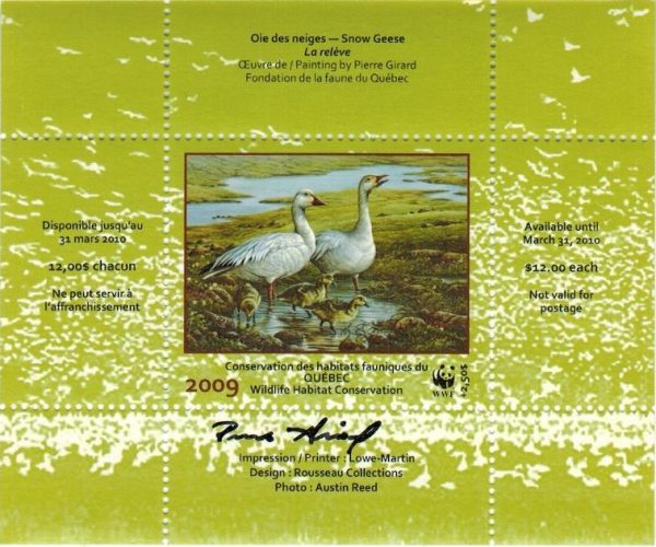 2009 Oie des neiges de Pierre Girard