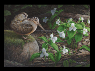 2014 American Woodcox, by Claude Thivierge
