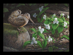 2014 American Woodcox, by Claude Thivierge