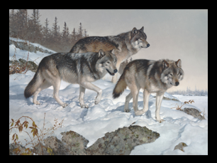 2016 grey Wolf - Patricia Pépin
