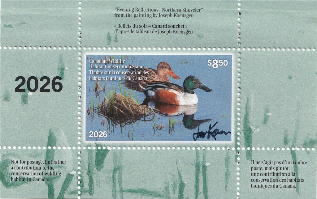 2026 Reflet du soir - Canard souchet  -  Joseph Koensgen