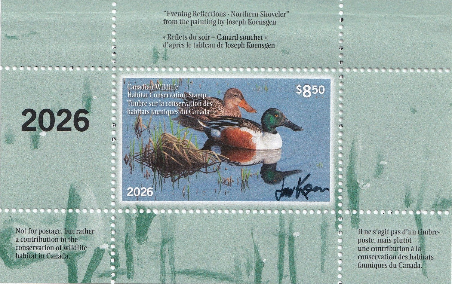 2026 Evening Reflections - Northern Shoveler  -  Joseph Koensgen