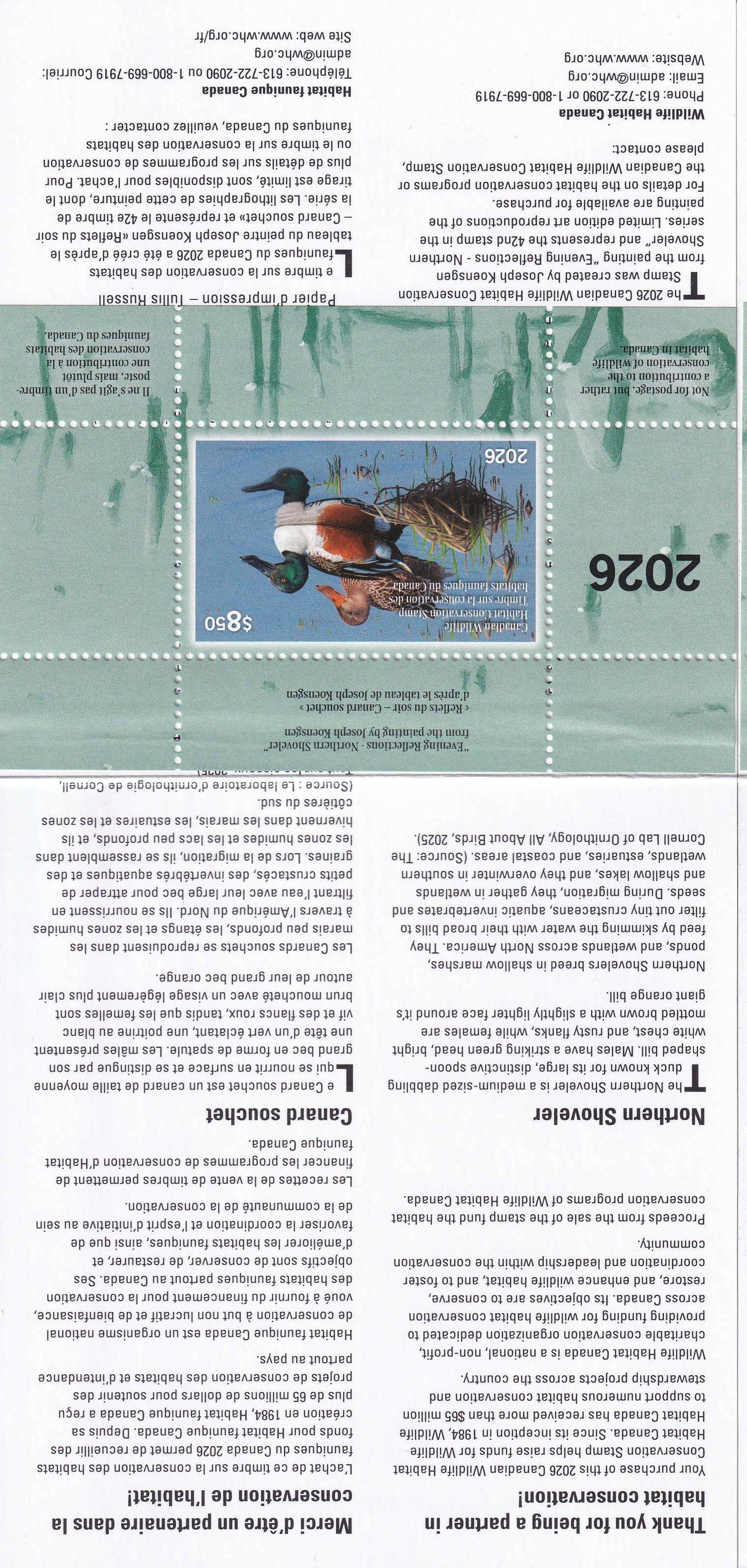 2026 Evening Reflections - Northern Shoveler  -  Joseph Koensgen