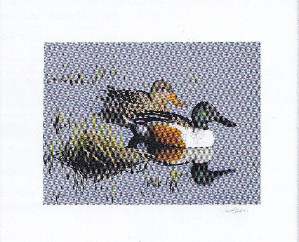 2026 Reflet du soir - Canard souchet  -  Joseph Koensgen