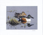 2026 Reflet du soir - Canard souchet  -  Joseph Koensgen