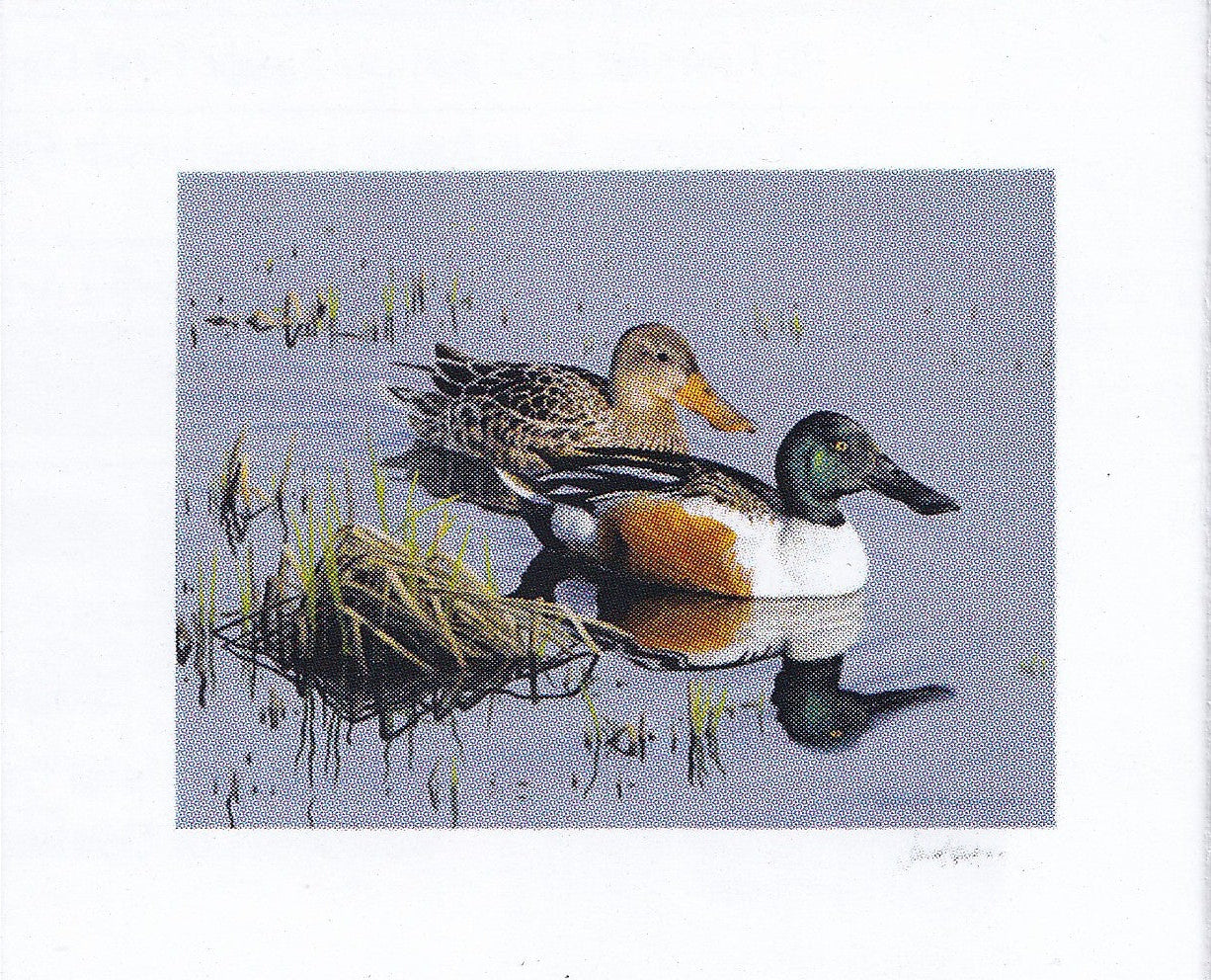 2026 Evening Reflections - Northern Shoveler  -  Joseph Koensgen