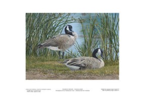 2017 « Tranquillité au bord de l’eau – Bernaches du Canada » d’après le tableau d’Angela Lorenzen