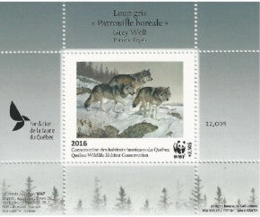 2016 grey Wolf - Patricia Pépin
