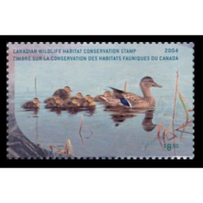 2004 Canards colvert de Michele Clarkson