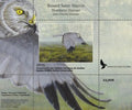 2015 Northern Harrier by Jean-Charles Daumas