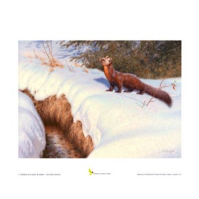 2013 Pine Marten, by Claudio D’Angelo