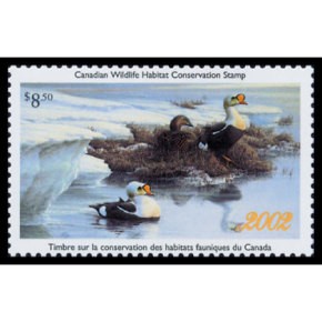 2002 Eiders à tête grise de Pierre Leduc
