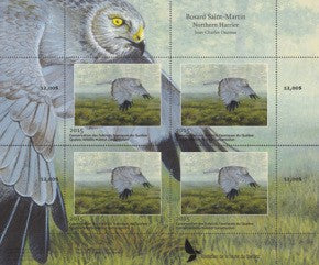 2015 Northern Harrier by Jean-Charles Daumas