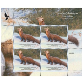 2013 Pine Marten, by Claudio D’Angelo