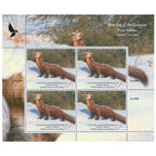 2013 Pine Marten, by Claudio D’Angelo