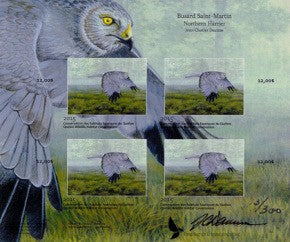 2015 Northern Harrier by Jean-Charles Daumas
