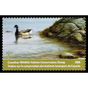 2006 Brent Geese by Pierre Leduc