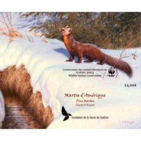2013 Pine Marten, by Claudio D’Angelo