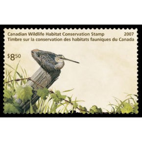 2007 Wilson's Woodcock by Nigel Shaw